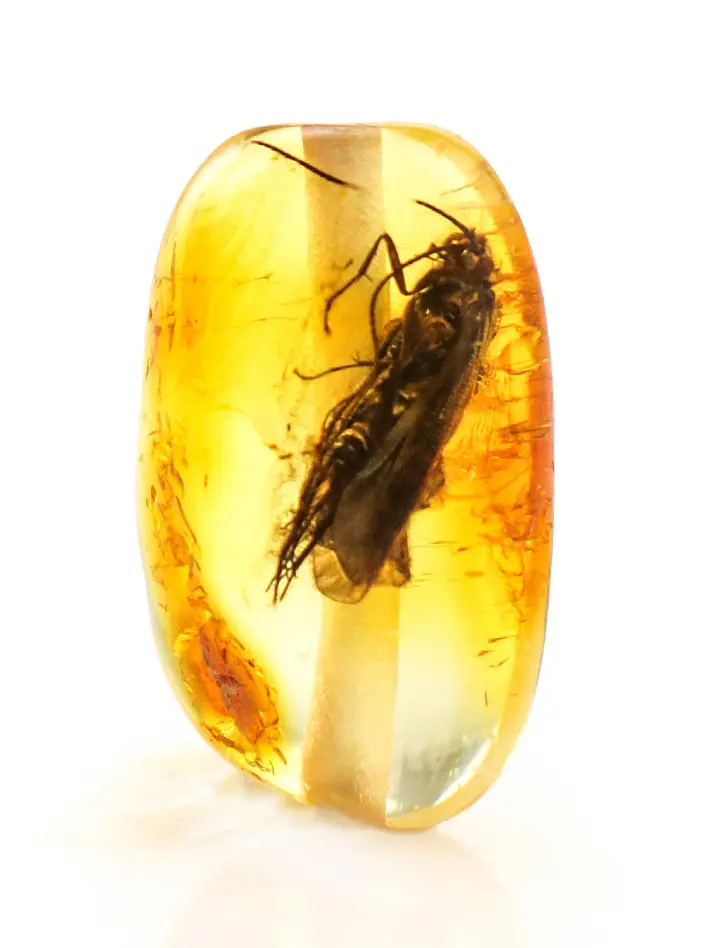картинка Небольшая бусина из натурального балтийского янтаря коньячного цвета с включением крупного насекомого в онлайн магазине