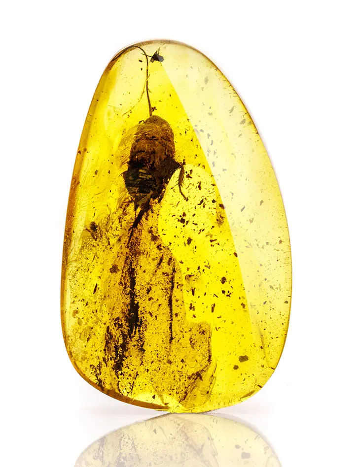 картинка Кусочек натурального балтийского янтаря с икнклюзом клопа в онлайн магазине