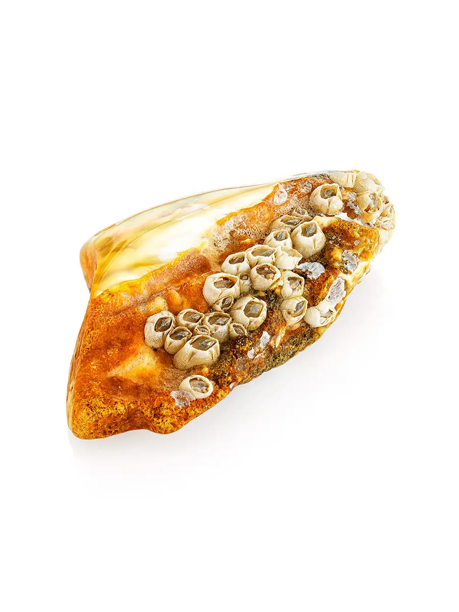 картинка Уникальный кусочек натурального балтийского янтаря с моллюсками в онлайн магазине
