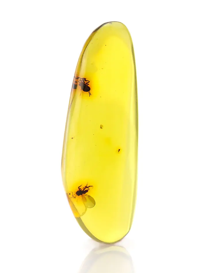 картинка Удлинённый кусочек натурального колумбийского янтаря с двумя инклюзами насекомых в онлайн магазине