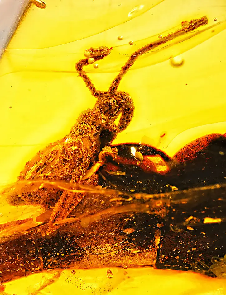 картинка Уникальный кусочек янтаря с включением насекомого в онлайн магазине