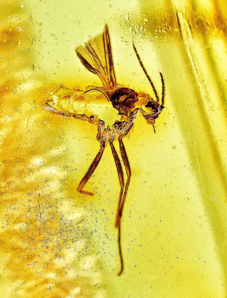 картинка Чётки из натурального прозрачного янтаря лимонного цвета с инклюзами насекомых в онлайн магазине