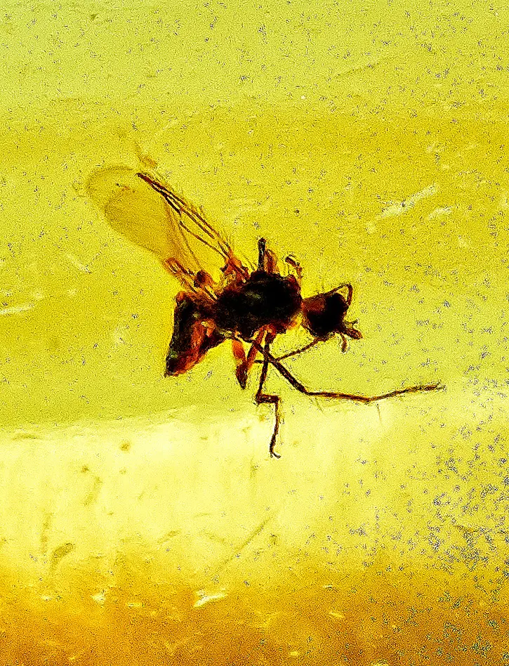 картинка Чётки из натурального прозрачного янтаря лимонного цвета с инклюзами насекомых в онлайн магазине