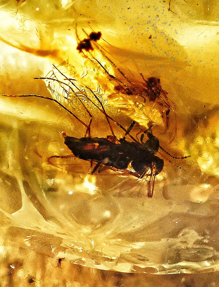 картинка Крупные чётки из натурального цельного янтаря с включениями доисторических насекомых в онлайн магазине