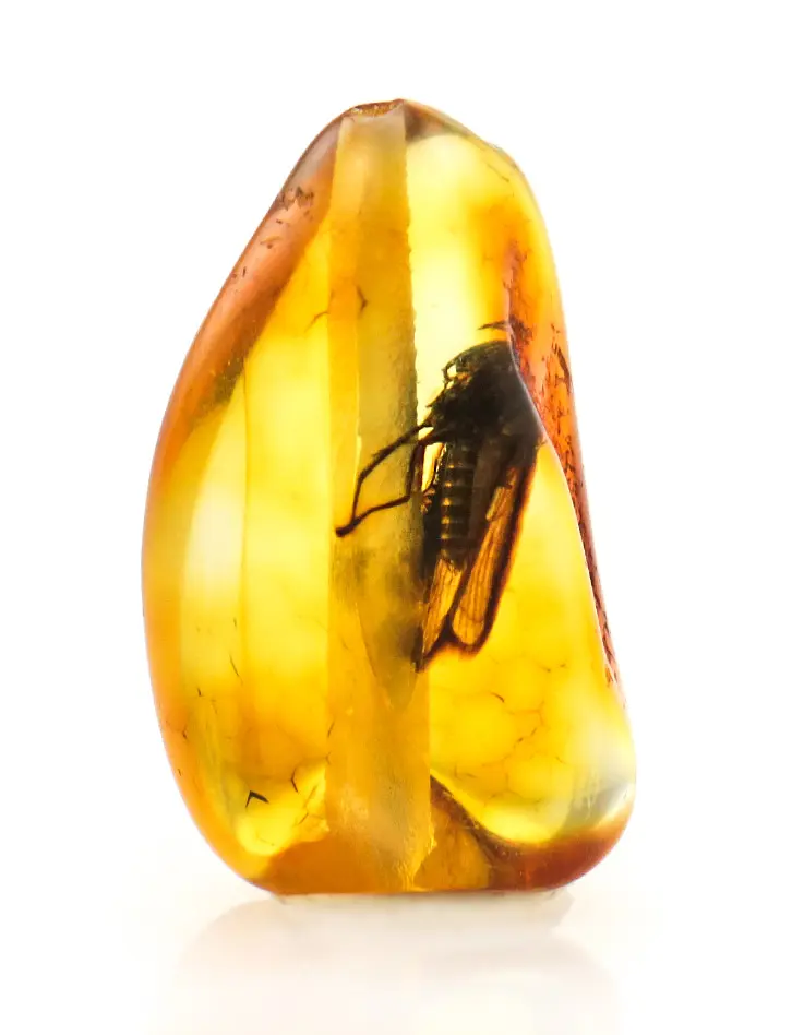 картинка Небольшая бусина из натурального балтийского янтаря коньячного цвета с крупным включением мухи в онлайн магазине