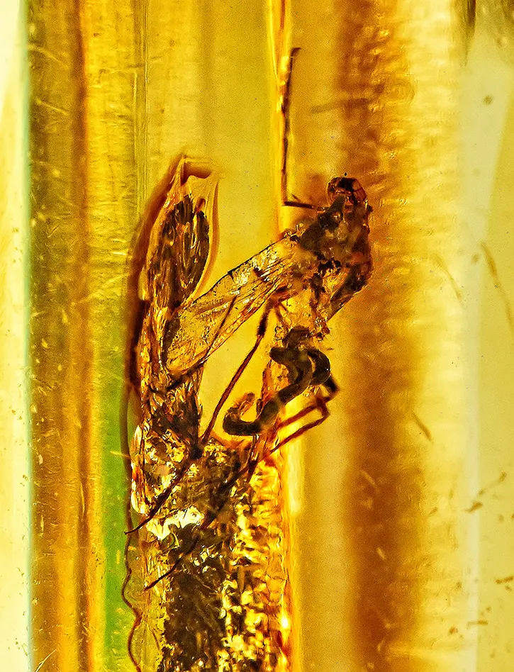 картинка Уникальные объёмные чётки из натурального янтаря с инклюзами насекомых в онлайн магазине